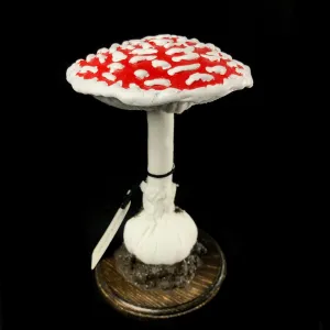 Amanita Muscaria Mushroom