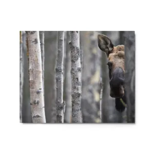 Moose - Metal print 16" x 20"