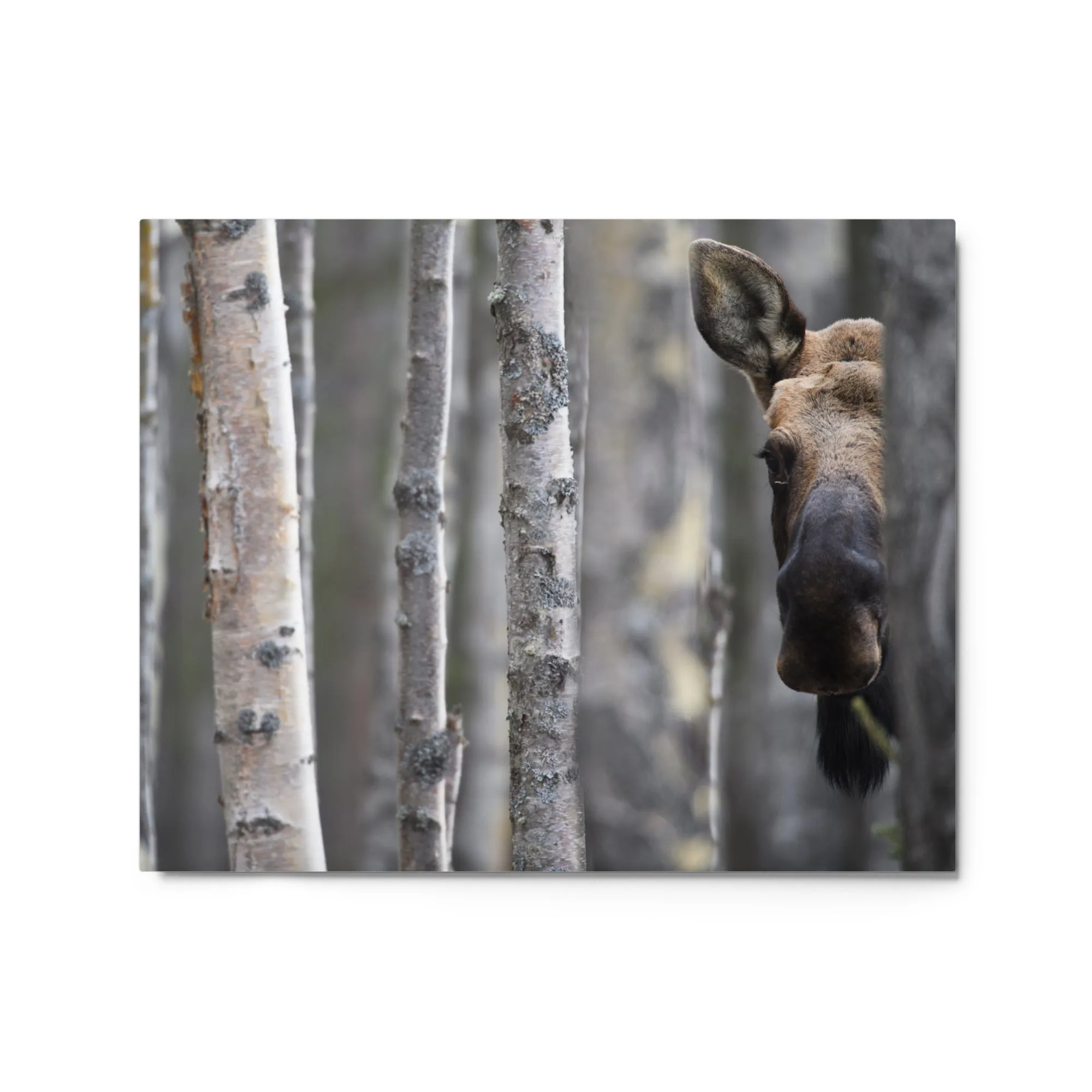 Moose - Metal print 16" x 20"