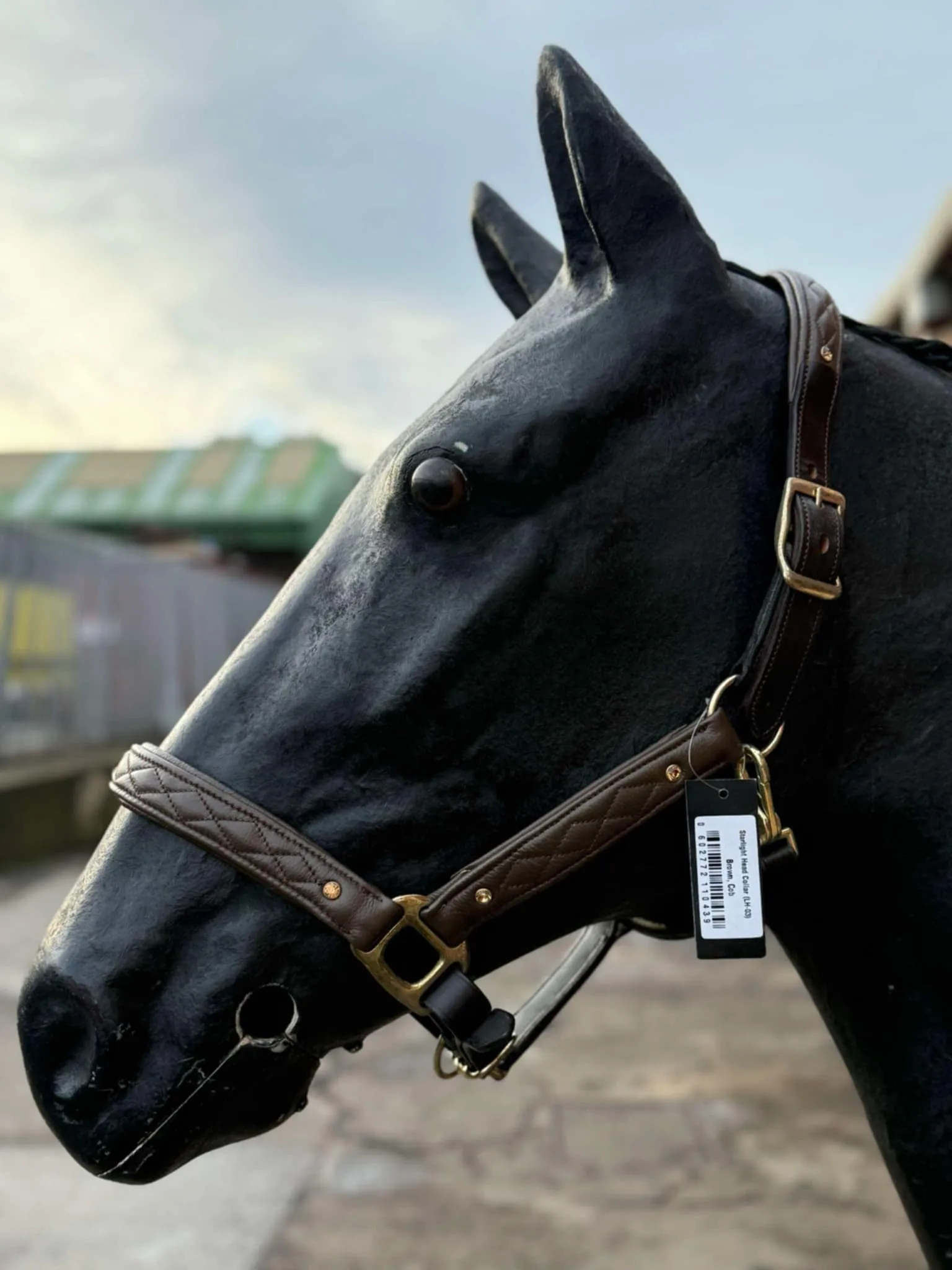 New padded deluxe stitched head collars with gold bling studs ❣️