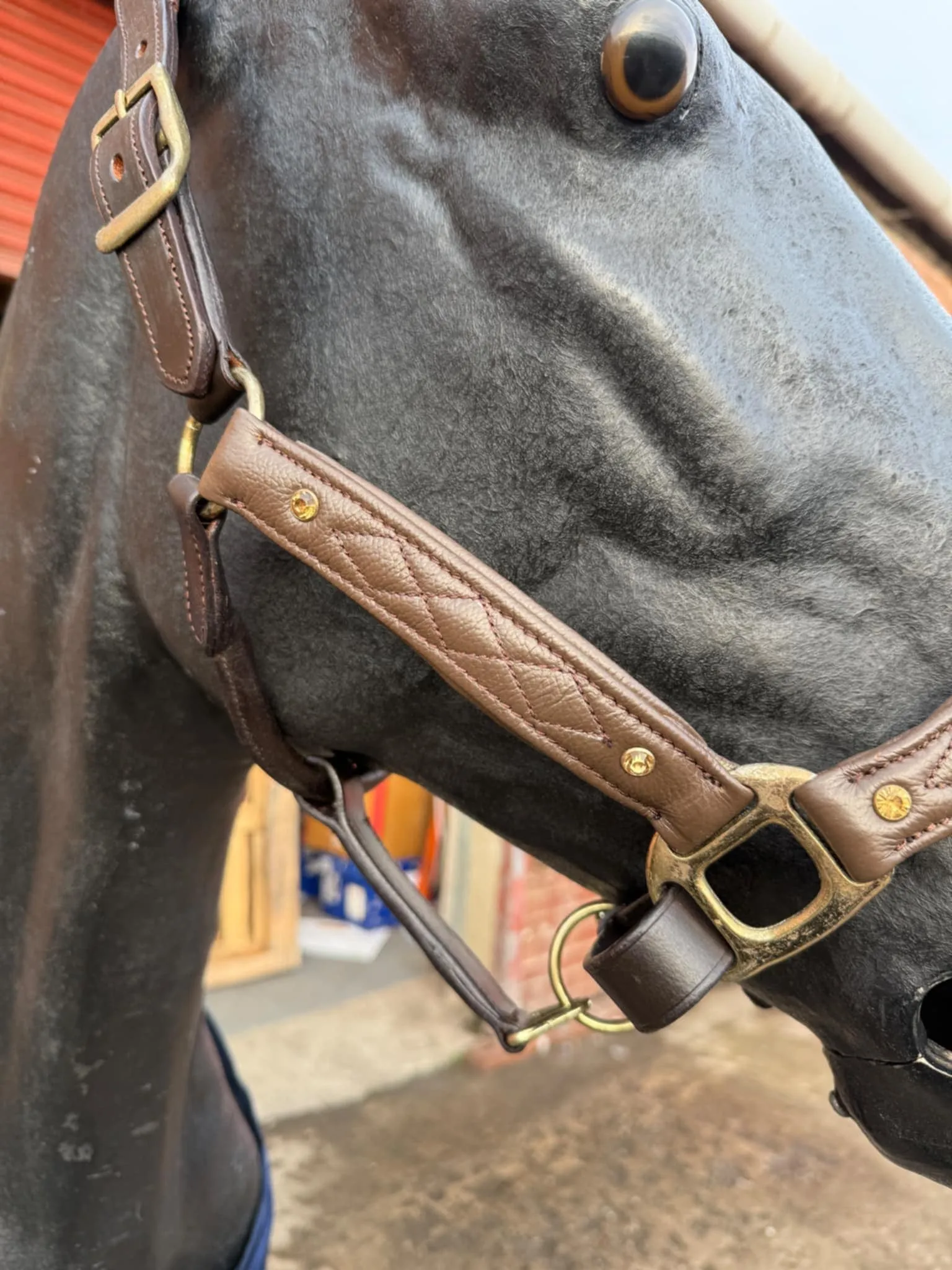 New padded deluxe stitched head collars with gold bling studs ❣️